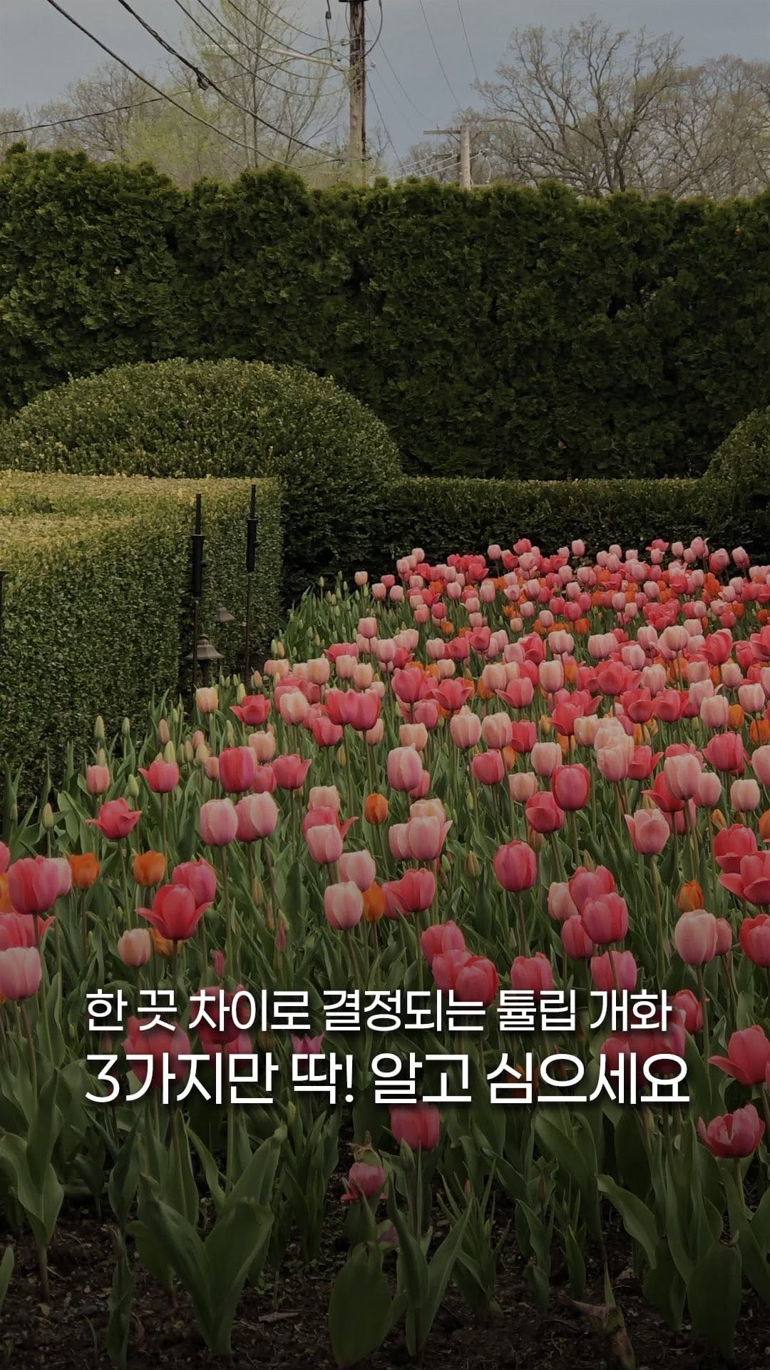 Post 6 by 처인원예종묘 | 처인가든센터 | 야생화·관목·조경수 on Instagram (video)