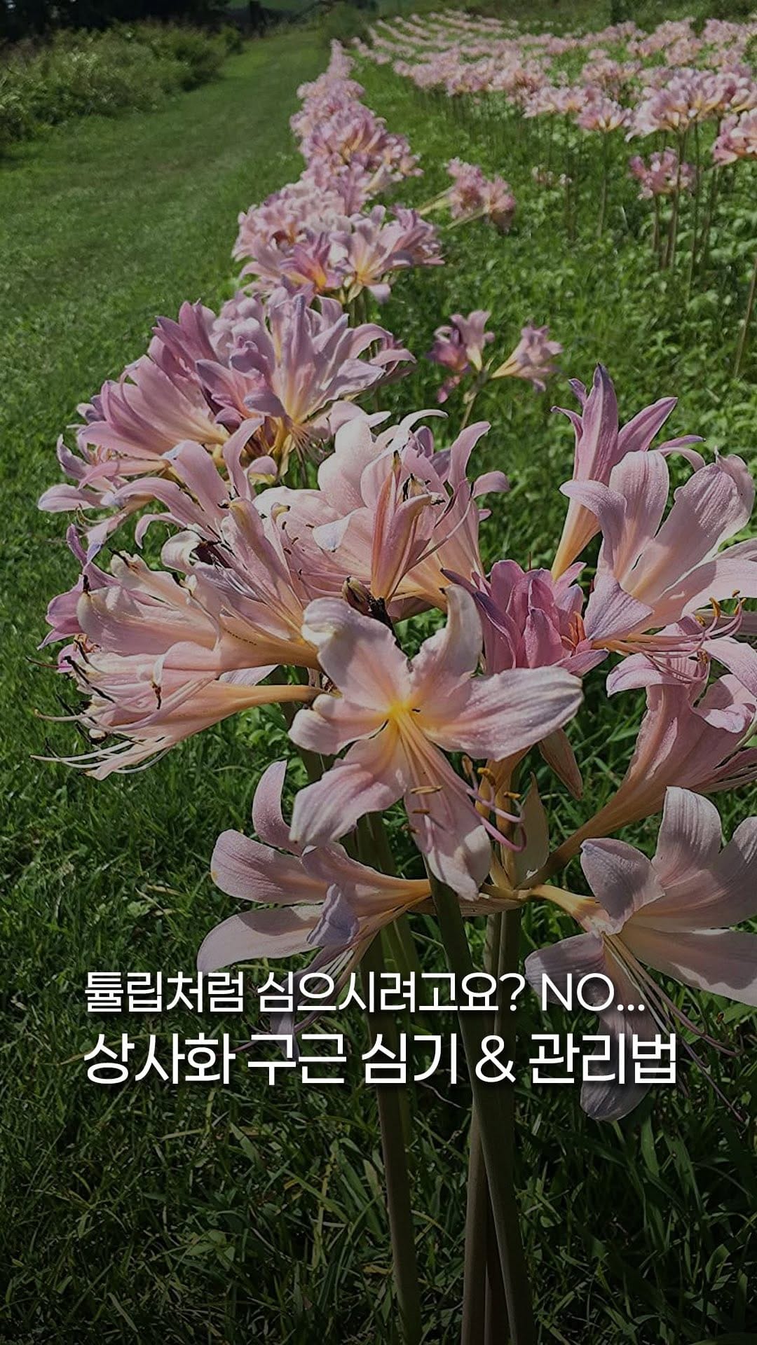 Post 8 by 처인원예종묘 | 처인가든센터 | 야생화·관목·조경수 on Instagram (video)