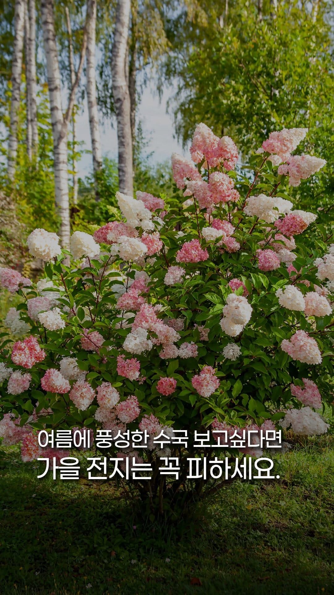 Post 5 by 처인원예종묘 | 처인가든센터 | 야생화·관목·조경수 on Instagram (video)