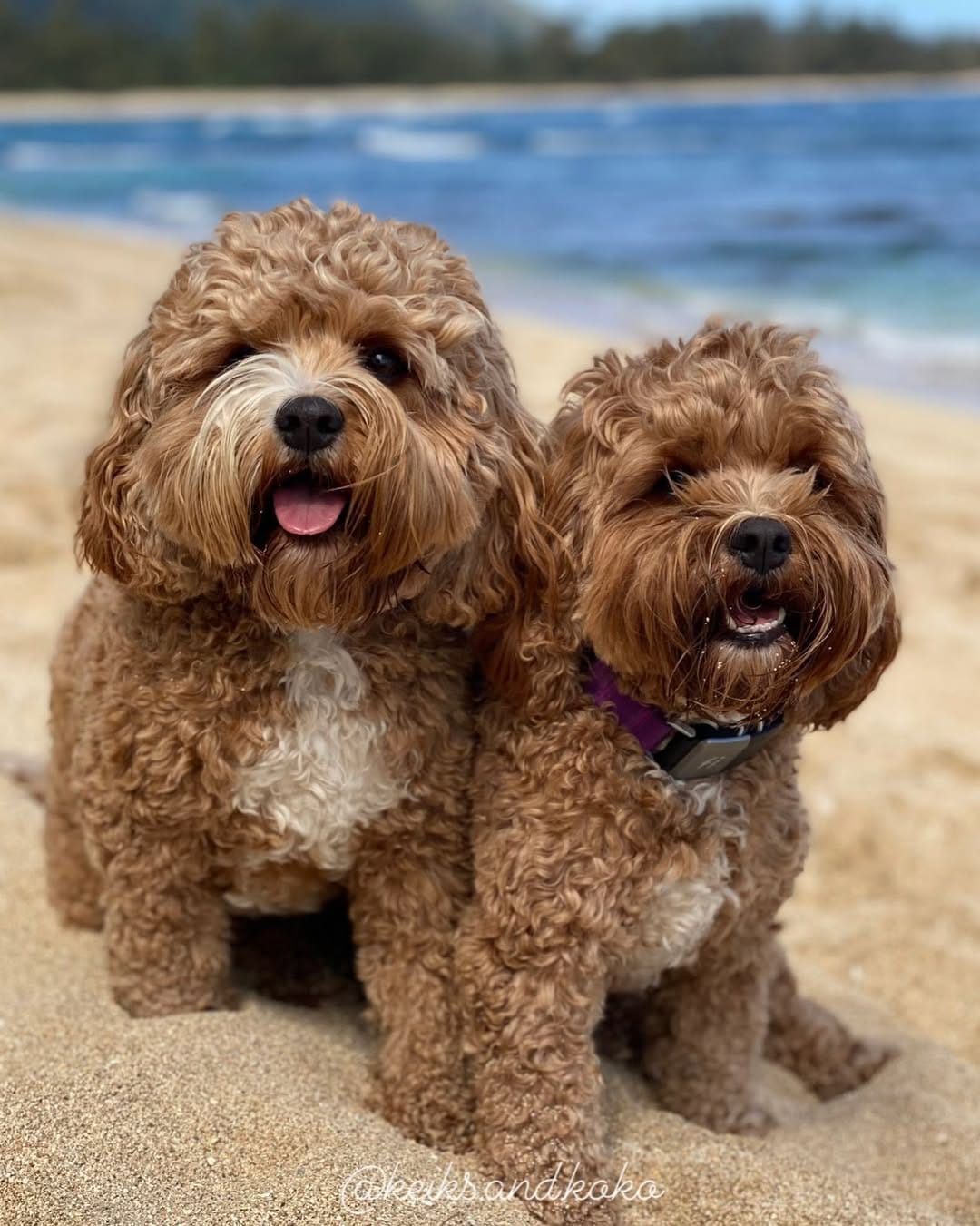 Post 10 by Keiks and Koko 🐶Doodle Duo🐶 on Instagram (image)