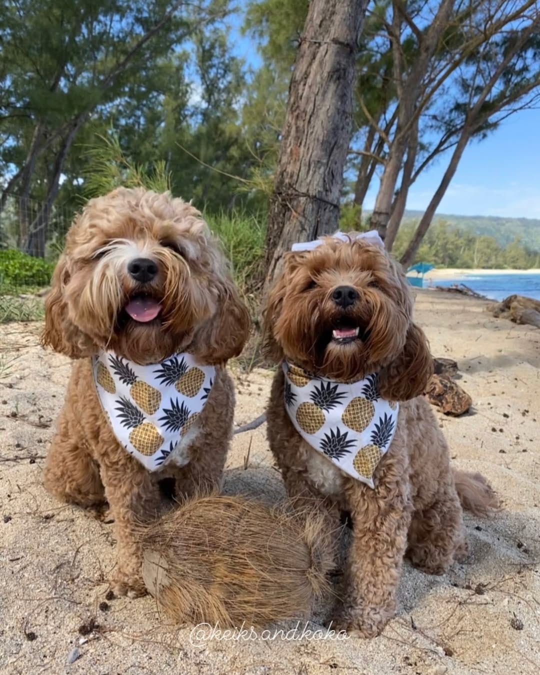 Post 9 by Keiks and Koko 🐶Doodle Duo🐶 on Instagram (image)