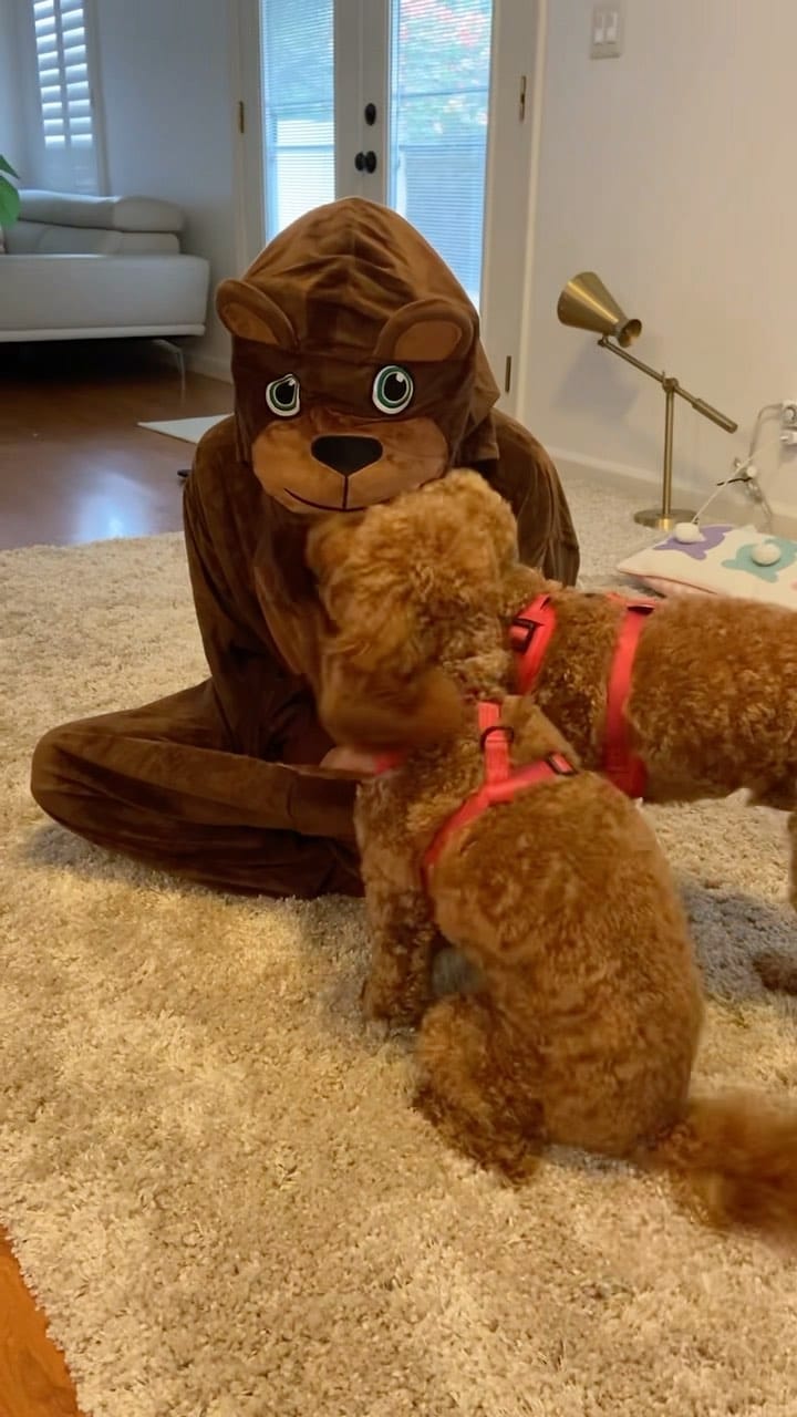 Post 6 by Keiks and Koko 🐶Doodle Duo🐶 on Instagram (video)