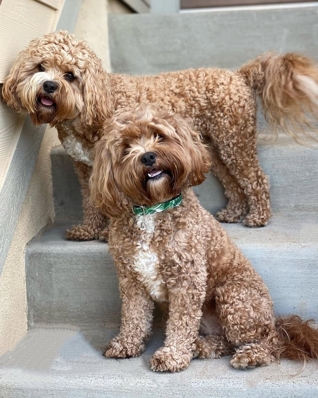 Post 8 by Keiks and Koko 🐶Doodle Duo🐶 on Instagram (image)