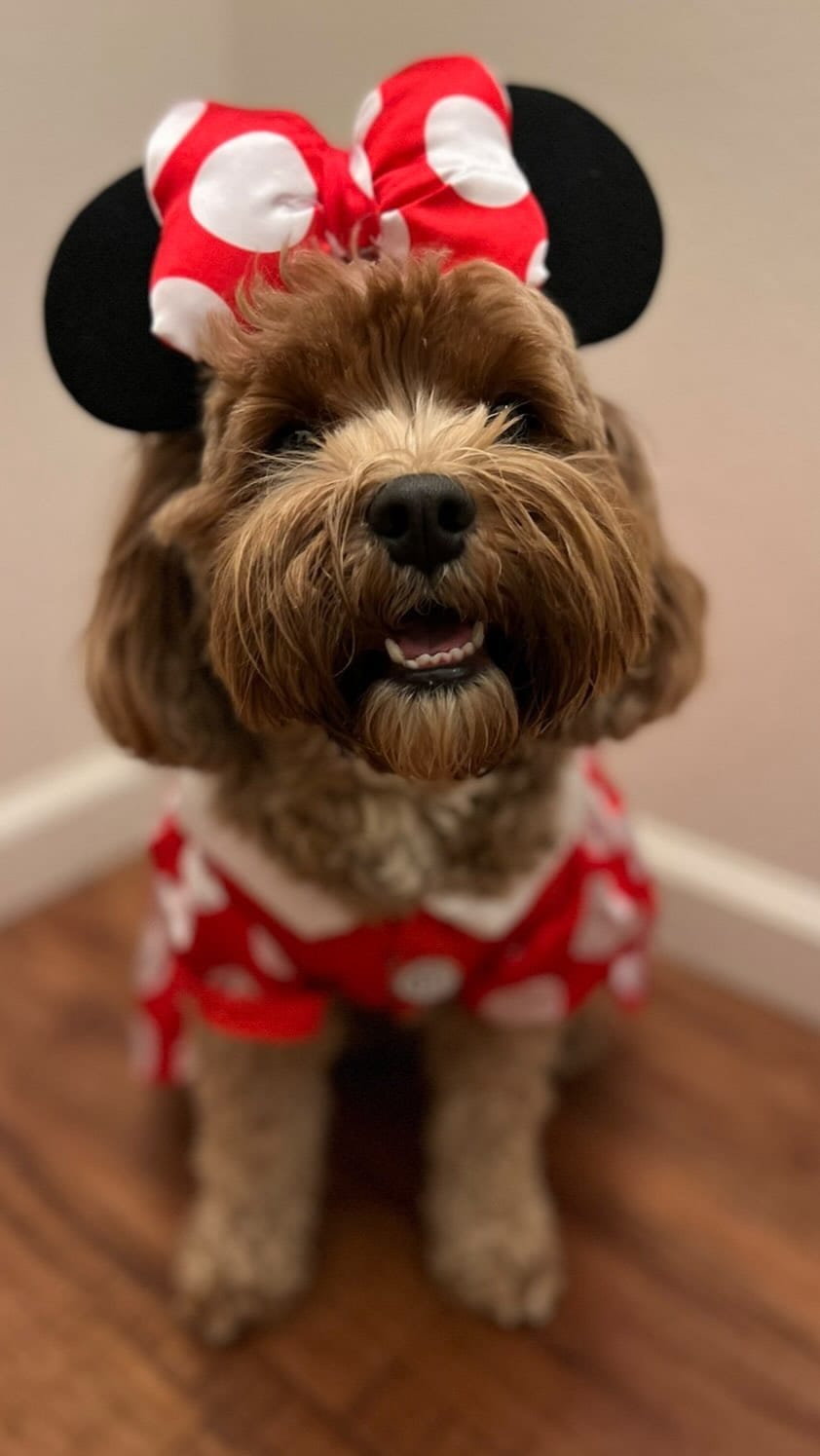 Post 2 by Keiks and Koko 🐶Doodle Duo🐶 on Instagram (video)
