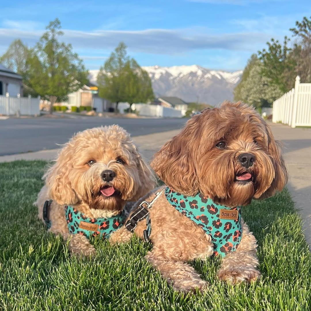 Post 7 by Keiks and Koko 🐶Doodle Duo🐶 on Instagram (image)