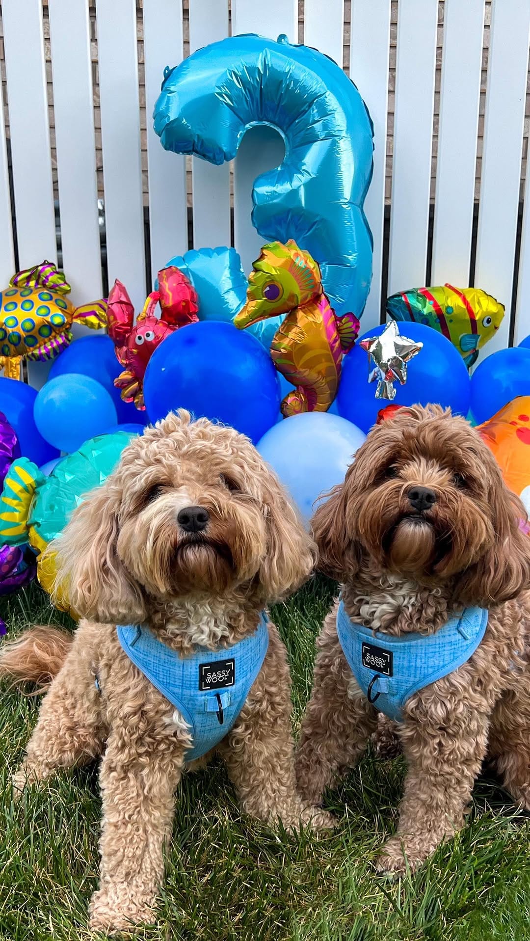 Post 5 by Keiks and Koko 🐶Doodle Duo🐶 on Instagram (video)