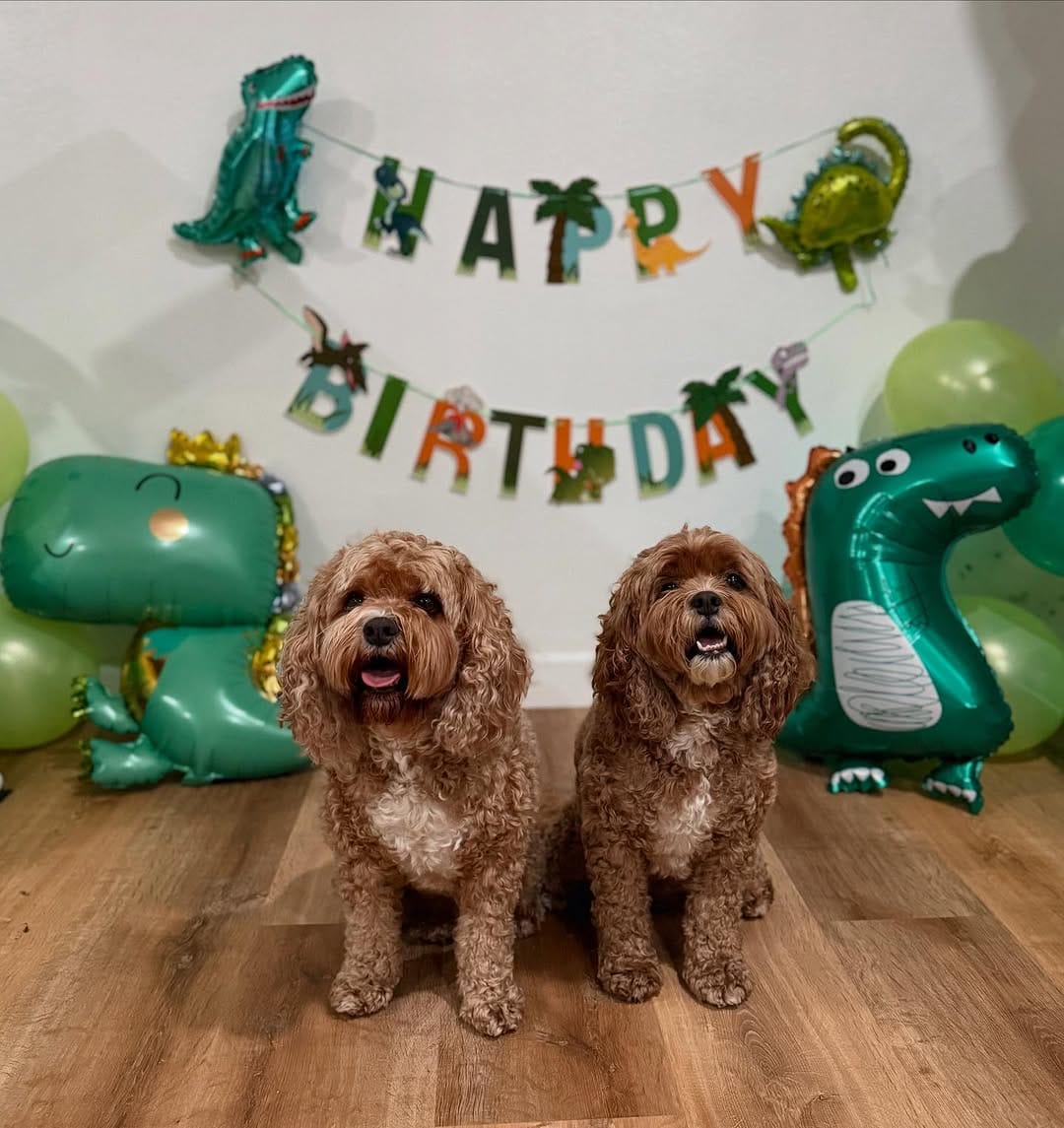 Post 1 by Keiks and Koko 🐶Doodle Duo🐶 on Instagram (image)