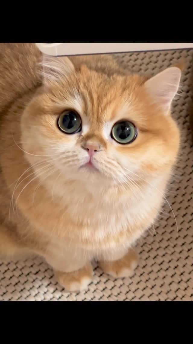 Post 5 by 신모찌 𝗠𝗼𝗰𝗵𝗶 🍘 on Instagram (video)