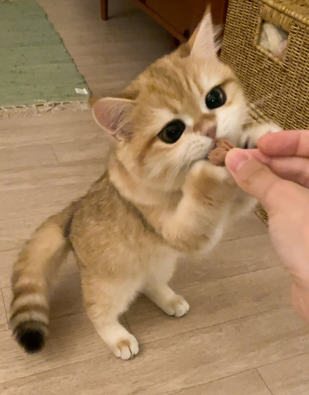 Post 2 by 신모찌 𝗠𝗼𝗰𝗵𝗶 🍘 on Instagram (carousel)