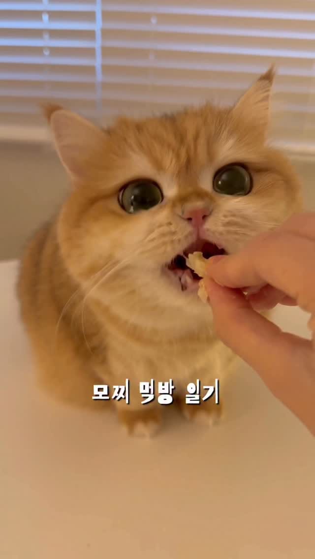 Post 1 by 신모찌 𝗠𝗼𝗰𝗵𝗶 🍘 on Instagram (video)