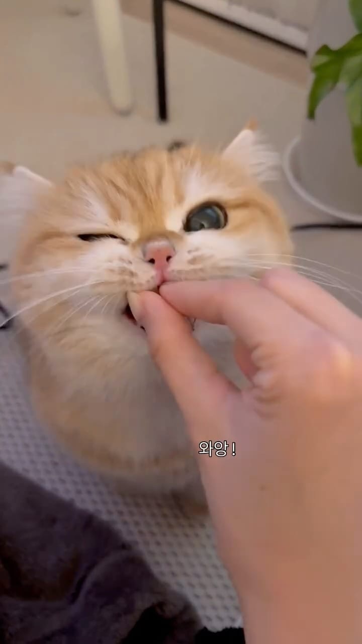 Post 7 by 신모찌 𝗠𝗼𝗰𝗵𝗶 🍘 on Instagram (video)