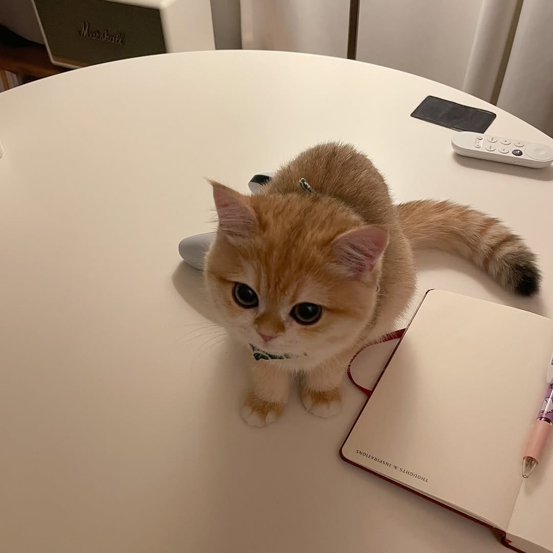 Post 4 by 신모찌 𝗠𝗼𝗰𝗵𝗶 🍘 on Instagram (carousel)