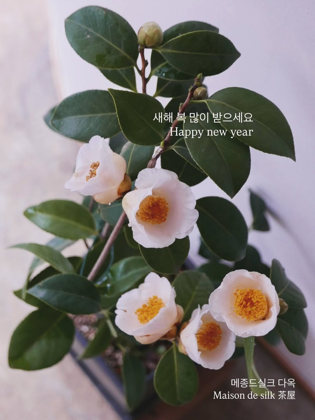 Post 5 by 메종드실크 다옥 on Instagram (carousel)