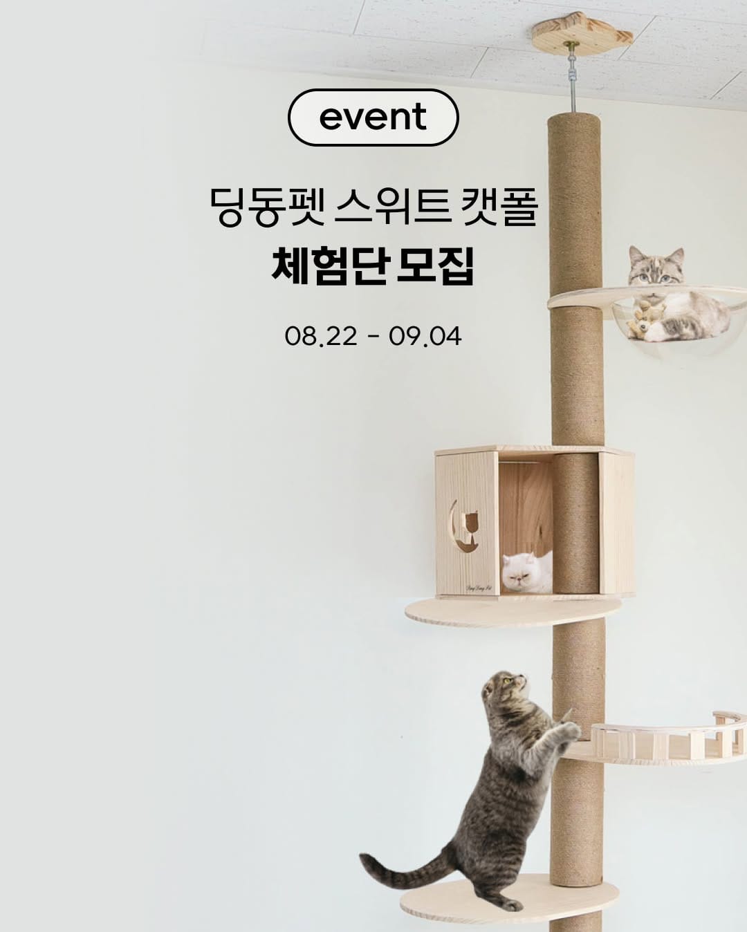 Post 8 by 고양이대통령 고양이용품 on Instagram (image)