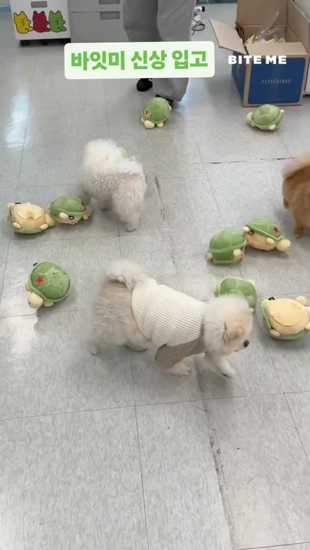 Post 1 by 안산선부동 펫마트(프랜차이즈X 개인샵👌) on Instagram (video)