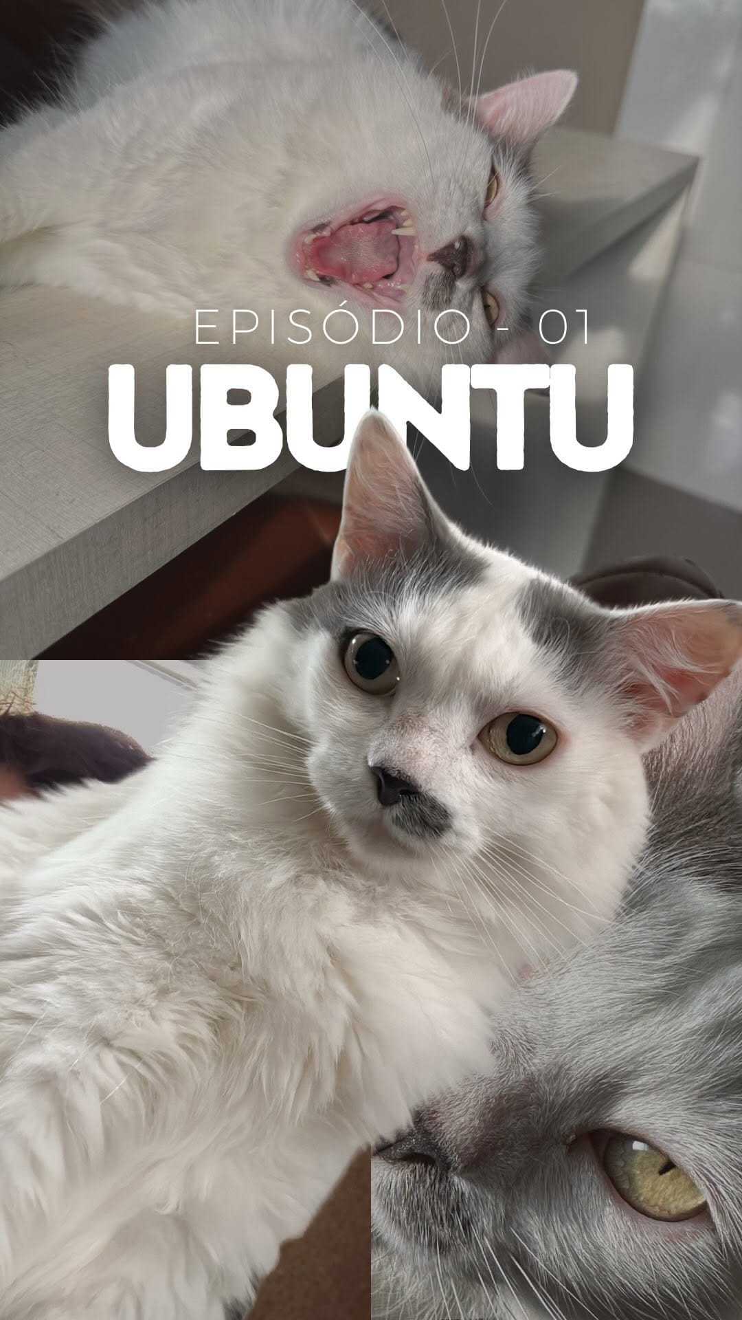 Post 8 by Lorena Pedroso | Creator & UGC on Instagram (video)