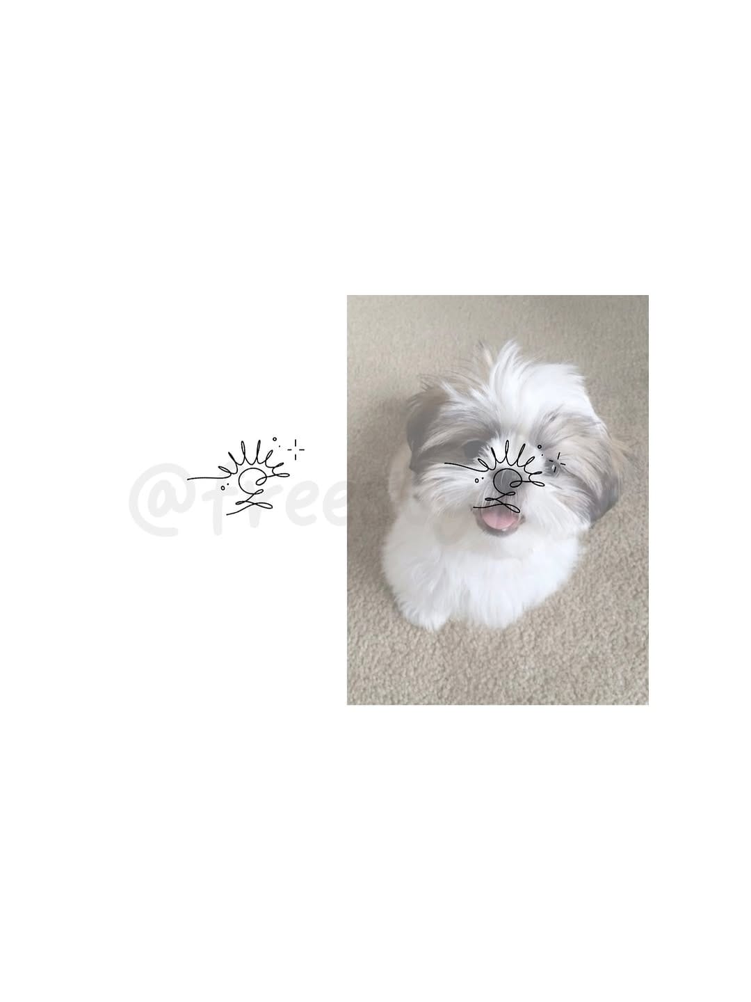 Post 6 by 프리스타일타투 우정타투 반려동물타투 커플타투 on Instagram (carousel)