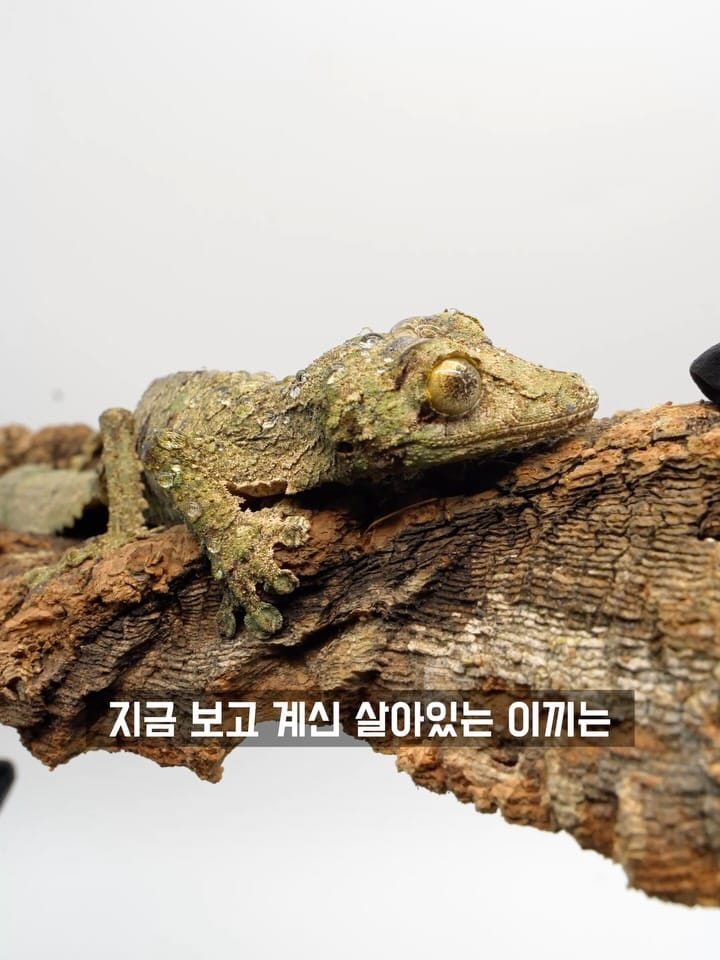 Post 9 by My age[도심속도마뱀] on Instagram (carousel)
