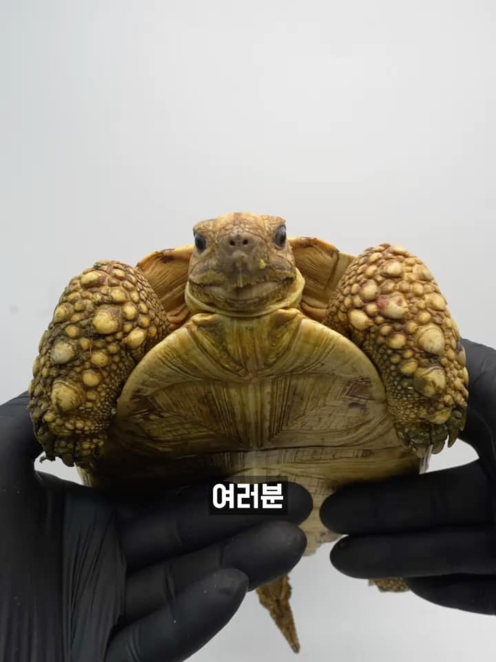 Post 2 by My age[도심속도마뱀] on Instagram (carousel)