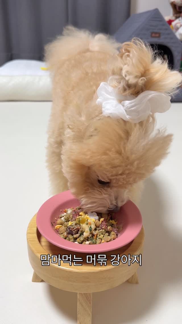 Post 5 by 말티푸 호랑이 on Instagram (video)