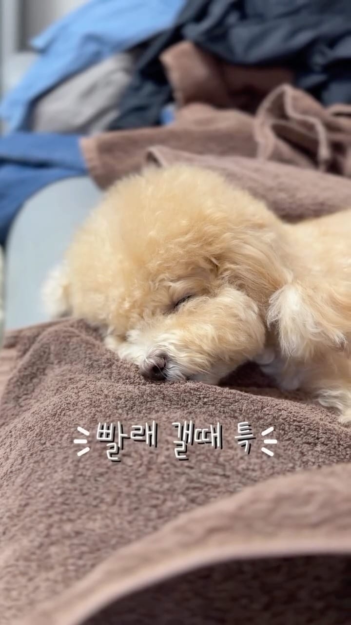 Post 8 by 말티푸 호랑이 on Instagram (video)