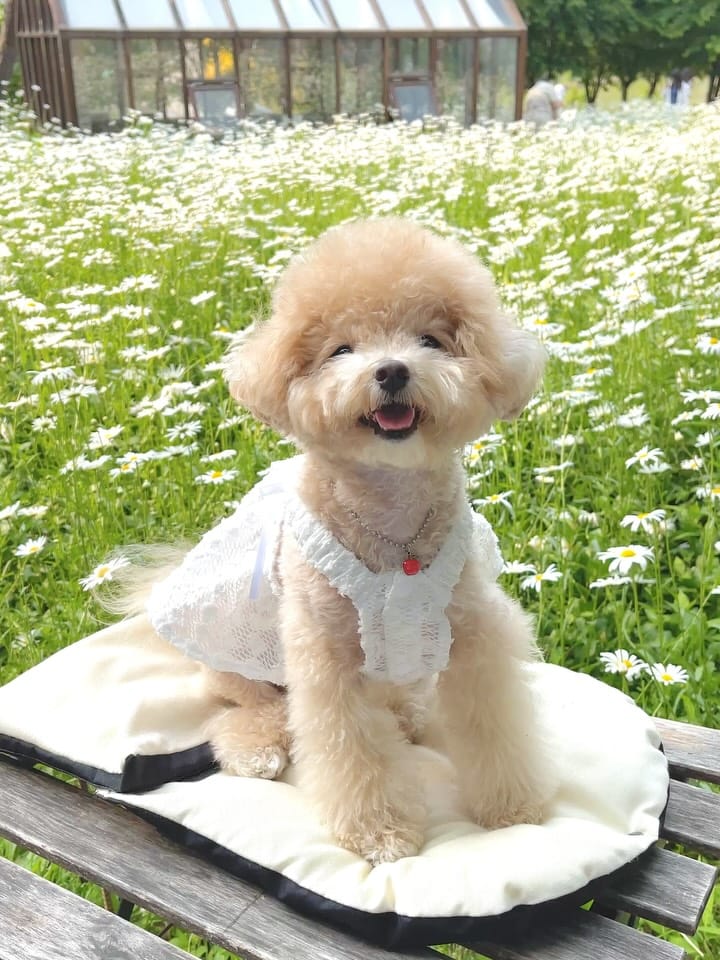 Post 10 by 말티푸 호랑이 on Instagram (carousel)