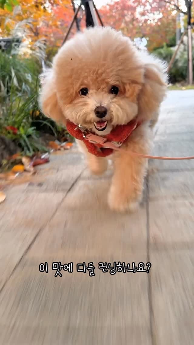 Post 4 by 말티푸 호랑이 on Instagram (video)