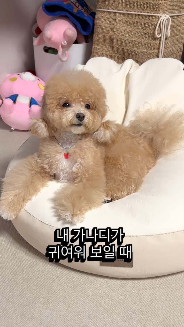 Post 7 by 말티푸 호랑이 on Instagram (video)