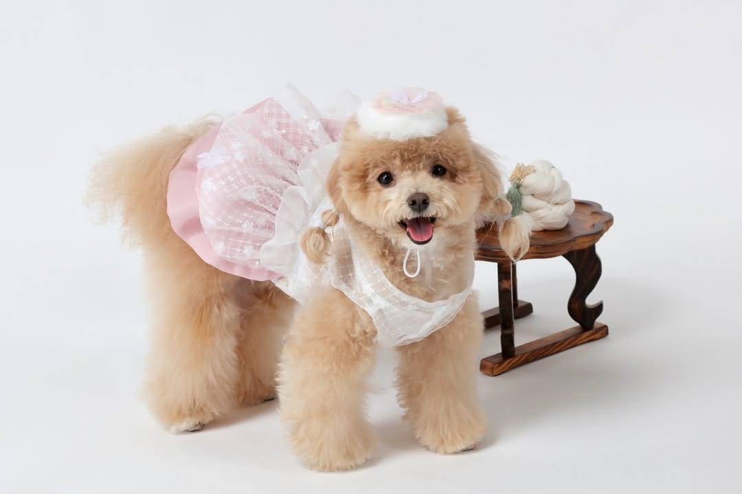 Post 1 by 말티푸 호랑이 on Instagram (carousel)