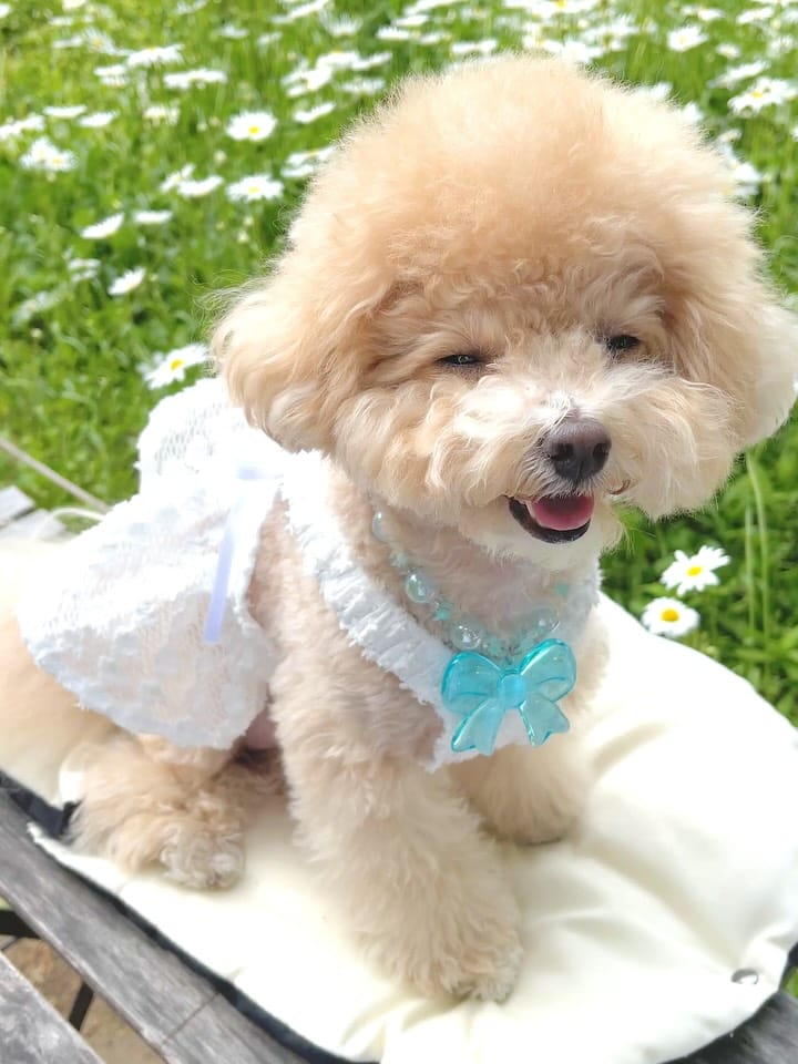 Post 9 by 말티푸 호랑이 on Instagram (carousel)