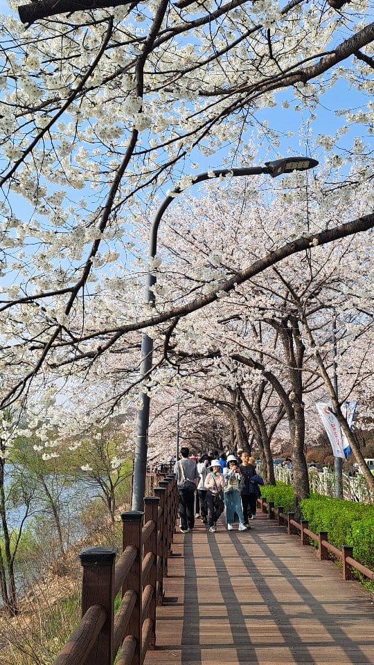 Post 3 by Corea en Corto on Instagram (video)