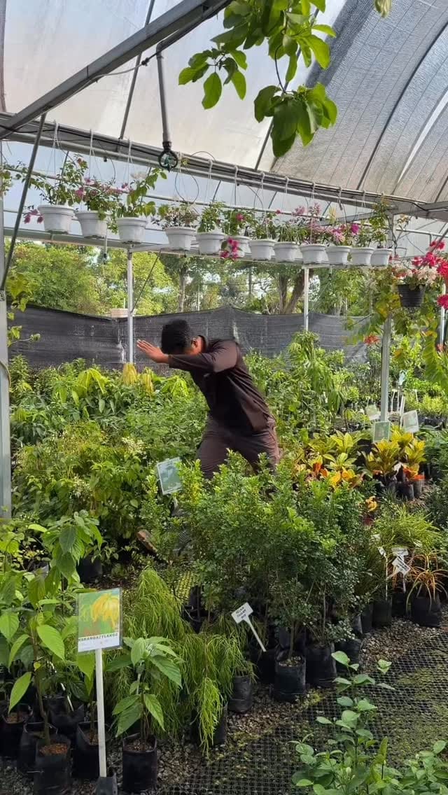 Post 3 by MaiKebun | Anak Pokok RM1 on Instagram (video)
