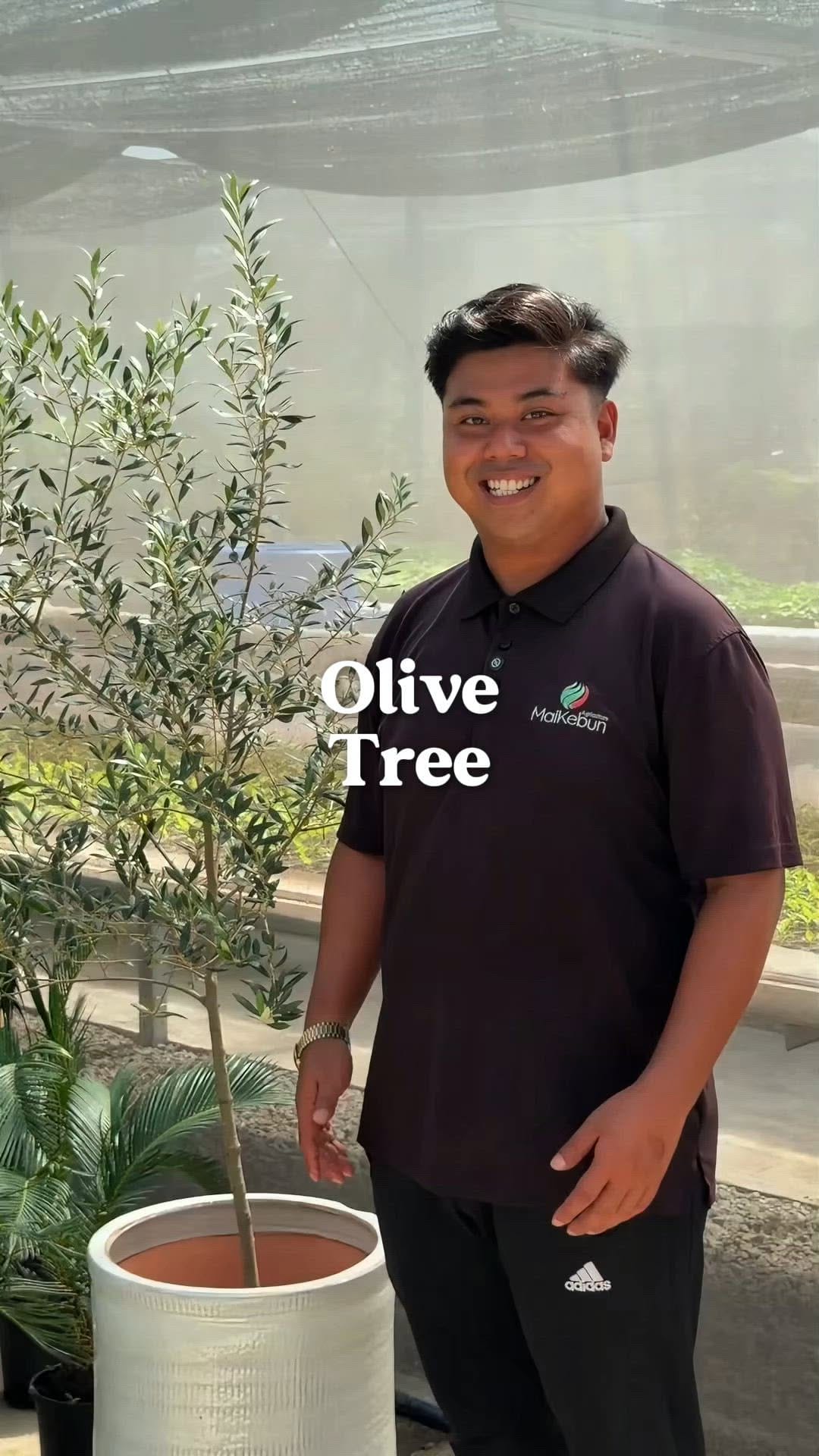 Post 9 by MaiKebun | Anak Pokok RM1 on Instagram (video)