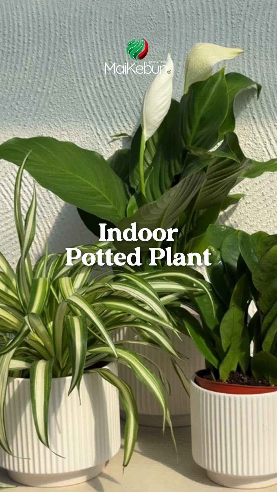 Post 5 by MaiKebun | Anak Pokok RM1 on Instagram (video)