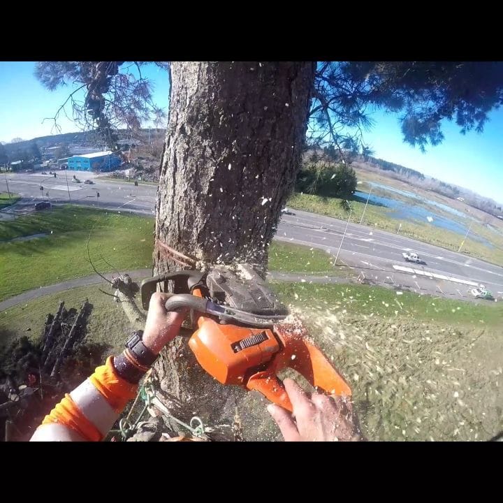 Post 2 by ᴛʀᴇᴇ ᴘʀᴏ's ᴛʀᴇᴇ sᴜʀɢᴇʀʏ ᴇssᴇx™ on Instagram (video)