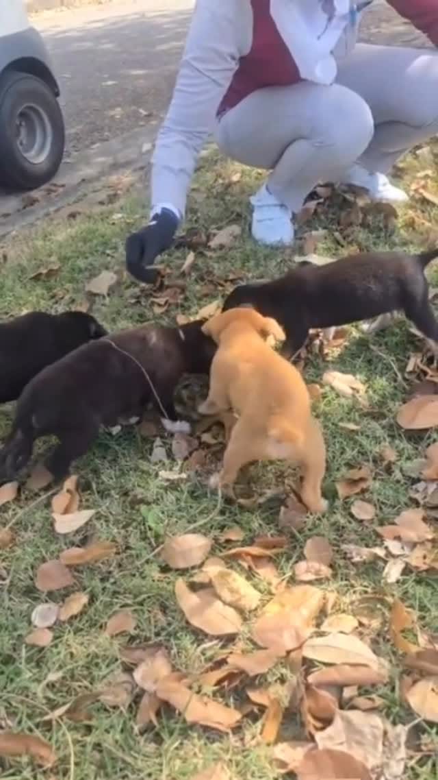 Post 1 by Brian Chung on Instagram (video)