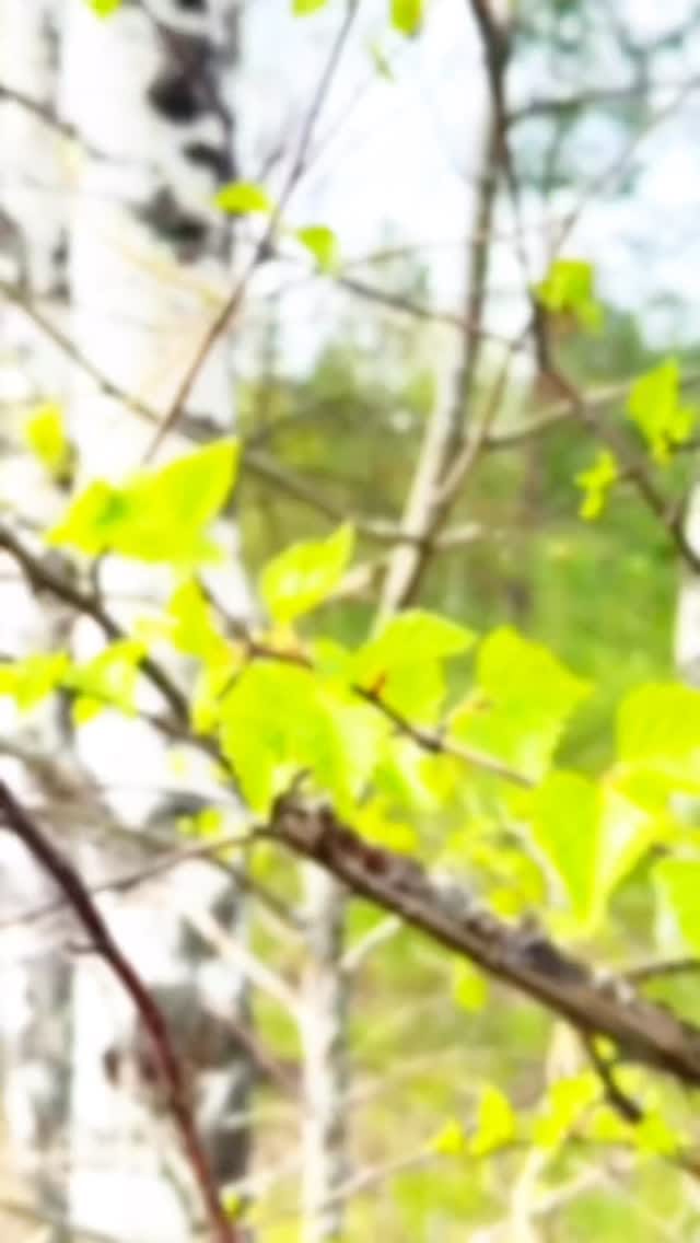 Post 4 by Berezka store & cuisine CYPRUS on Instagram (video)