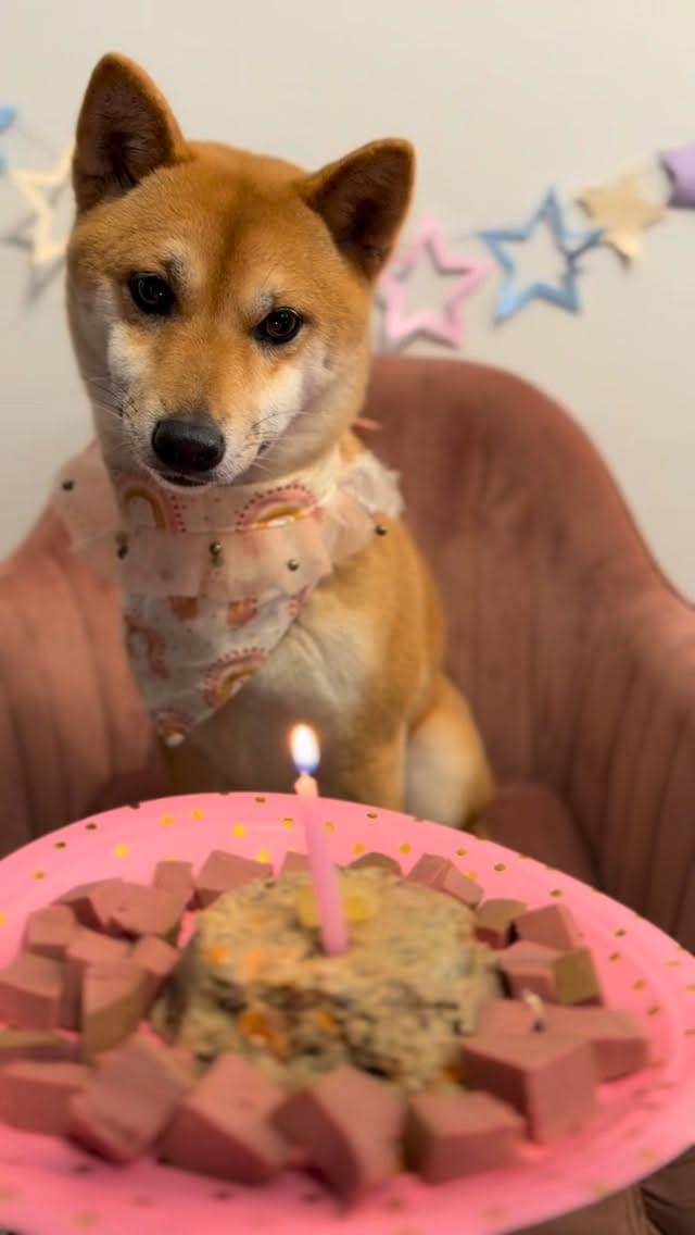 Post 1 by petchef | fresh food for pets on Instagram (video)