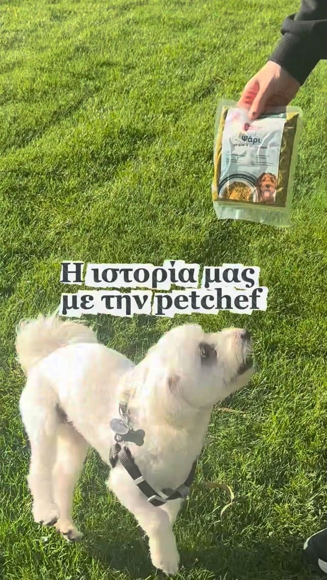 Post 7 by petchef | fresh food for pets on Instagram (video)