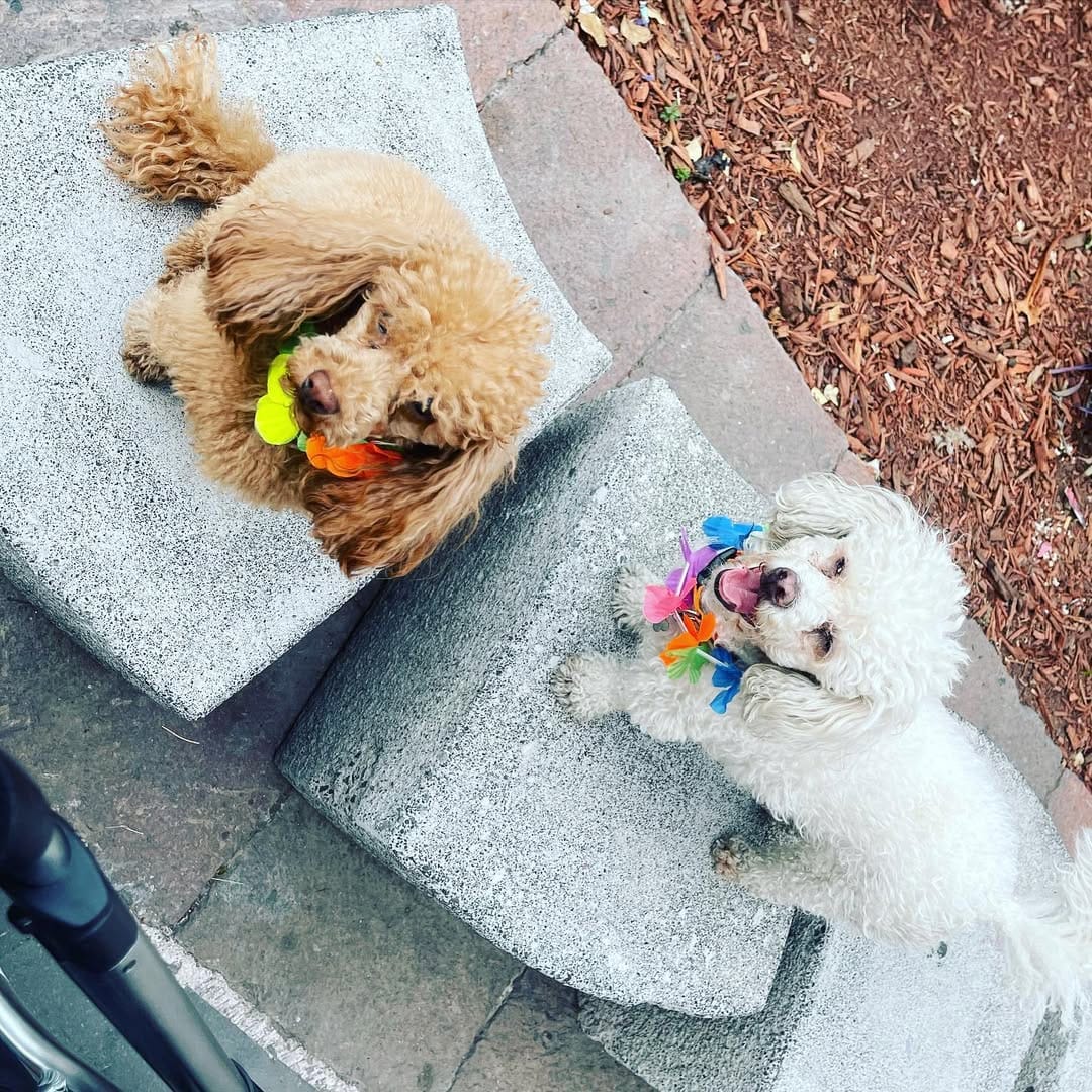 Post 6 by GimaHuari 🐾🐩 on Instagram (image)