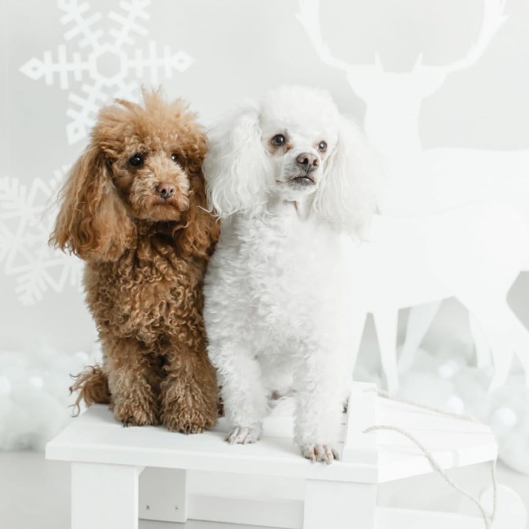 Post 9 by GimaHuari 🐾🐩 on Instagram (carousel)