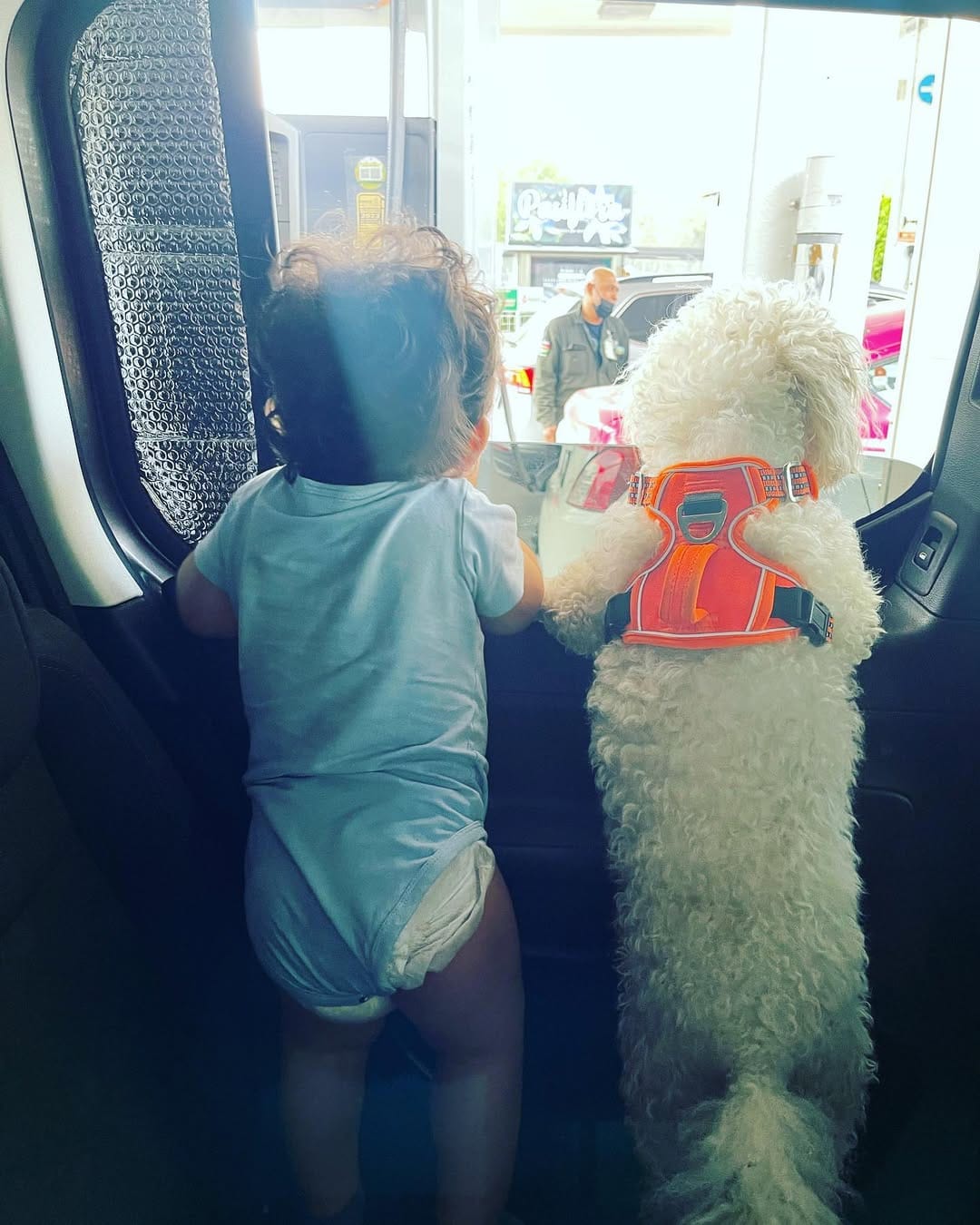 Post 7 by GimaHuari 🐾🐩 on Instagram (image)