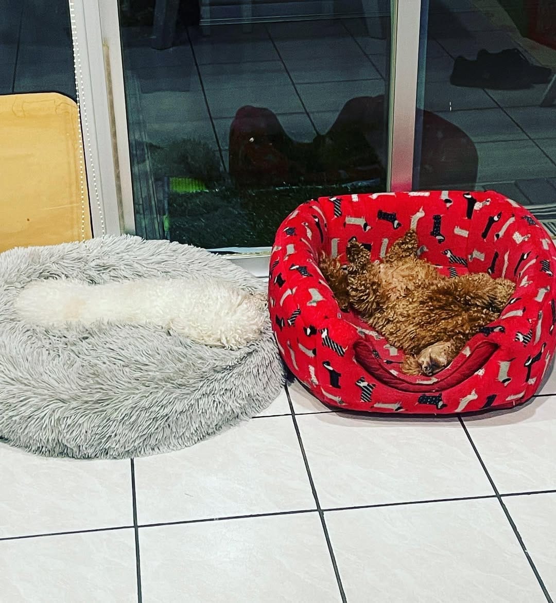Post 8 by GimaHuari 🐾🐩 on Instagram (image)