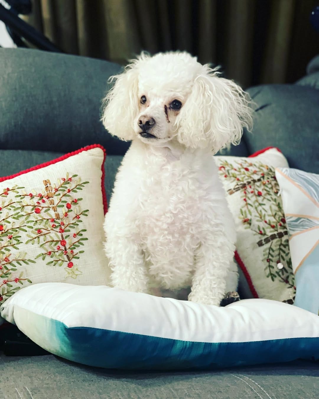 Post 10 by GimaHuari 🐾🐩 on Instagram (carousel)