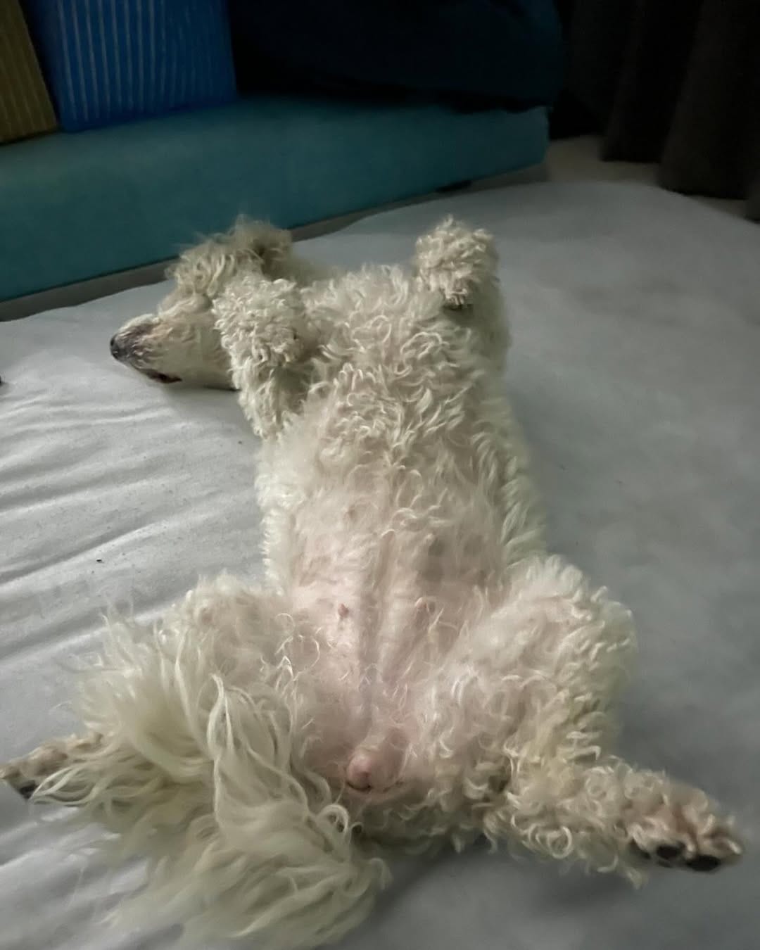 Post 3 by GimaHuari 🐾🐩 on Instagram (image)