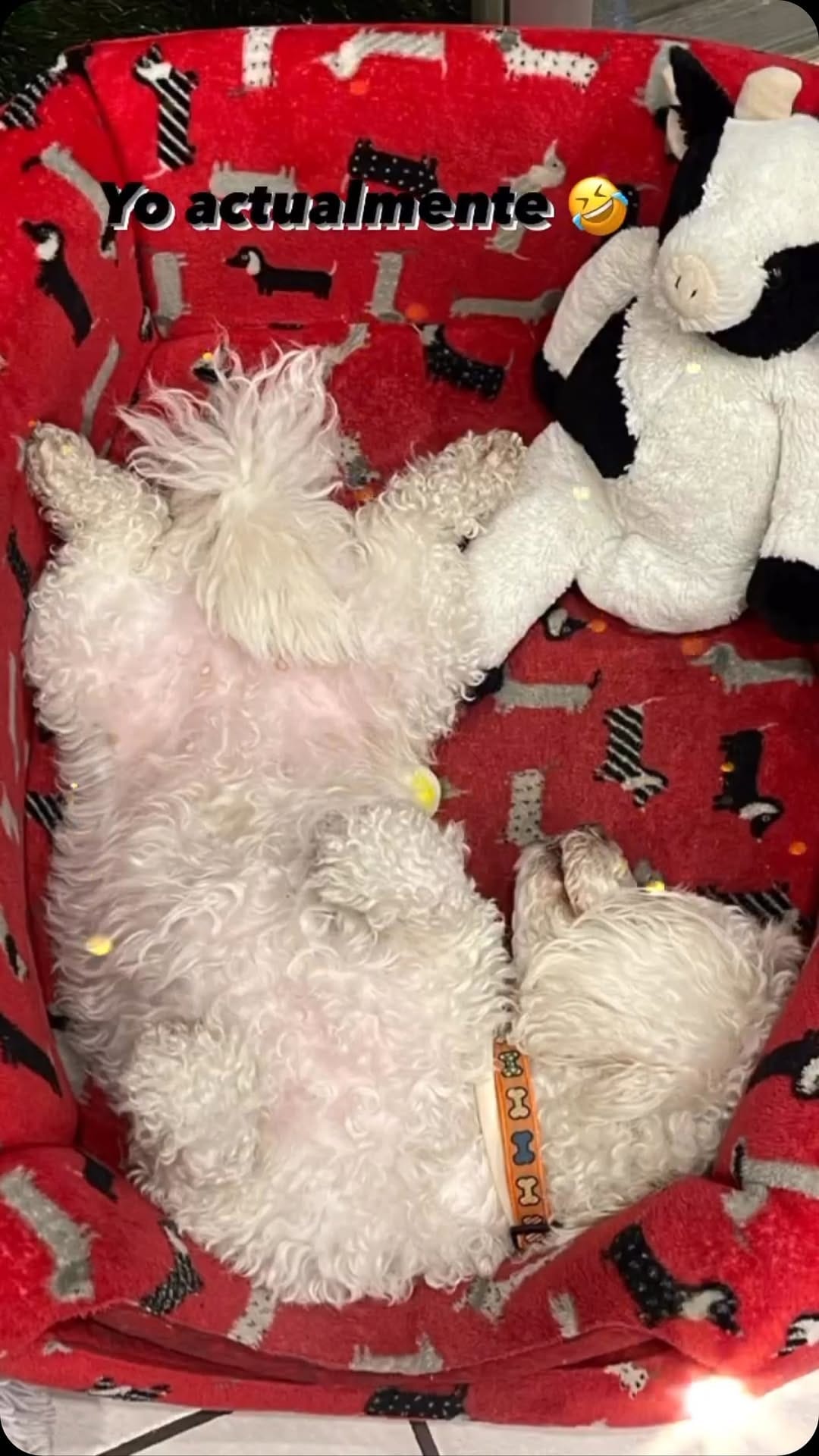 Post 4 by GimaHuari 🐾🐩 on Instagram (video)