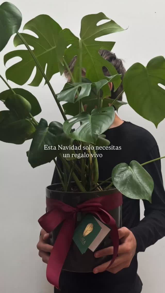 Post 4 by L Y R A T A  Casa de Plantas on Instagram (video)