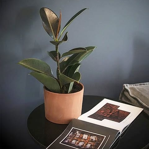 Post 7 by L Y R A T A  Casa de Plantas on Instagram (image)