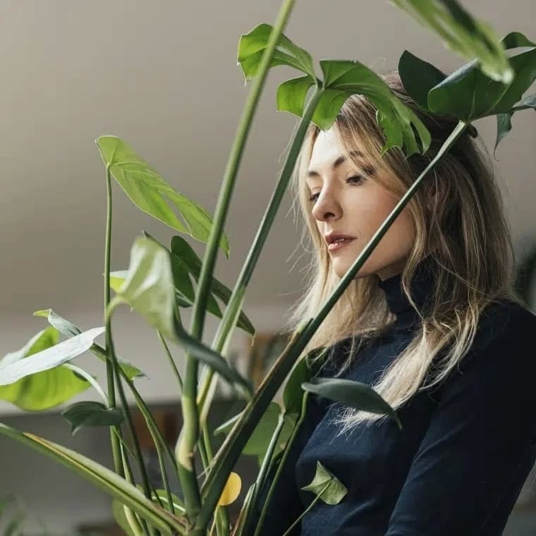 Post 6 by L Y R A T A  Casa de Plantas on Instagram (image)