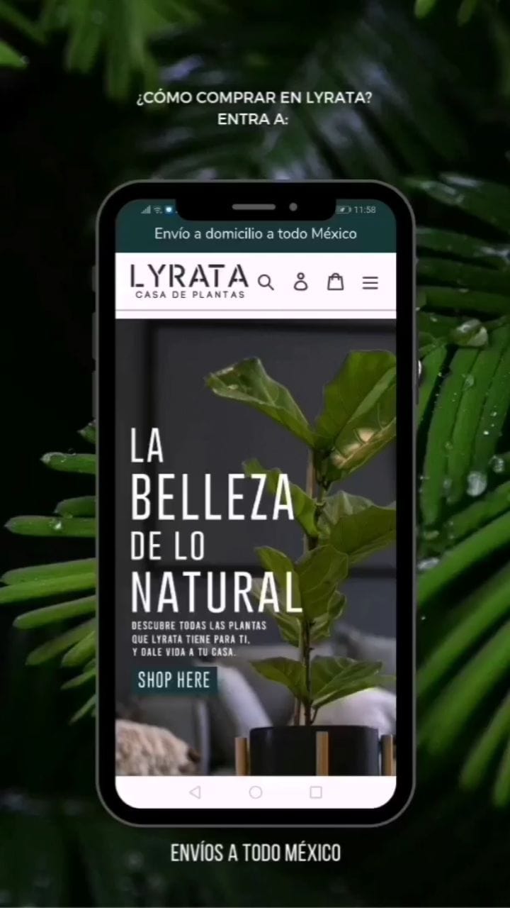 Post 5 by L Y R A T A  Casa de Plantas on Instagram (video)